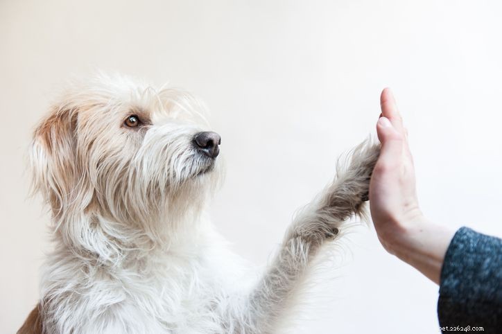 7 вещей, которые можно сделать с собаками в помещении