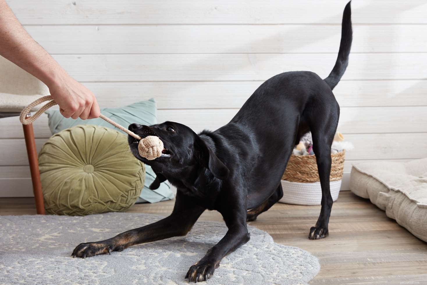 7 вещей, которые можно сделать с собаками в помещении