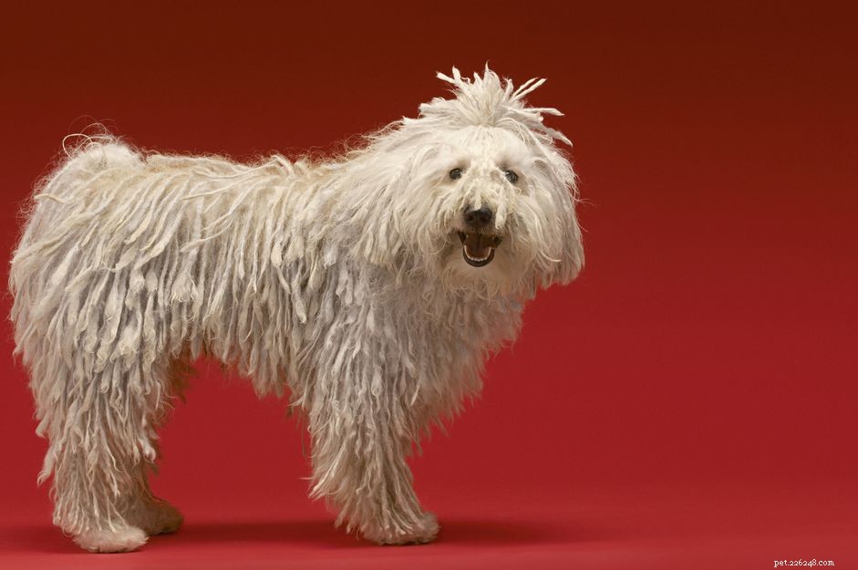 Komondor:profilo razza canina