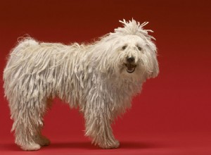 Komondor:perfil da raça do cão