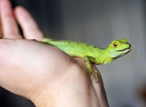 Noms d animaux exotiques commençant par K