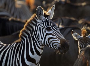 Noms d animaux exotiques commençant par Z