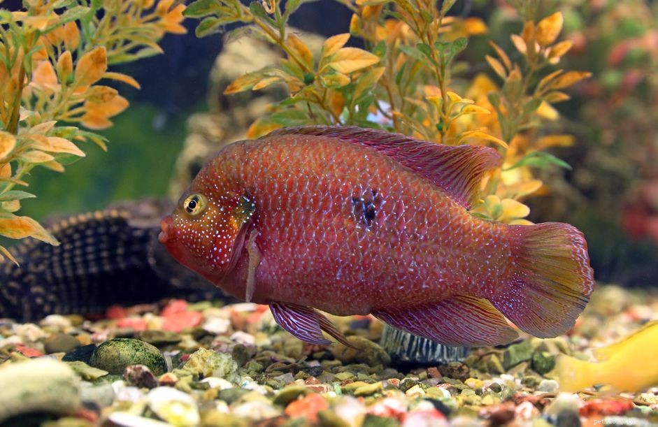 Profilo della specie di Jewelfish (Ruby Cichlid)