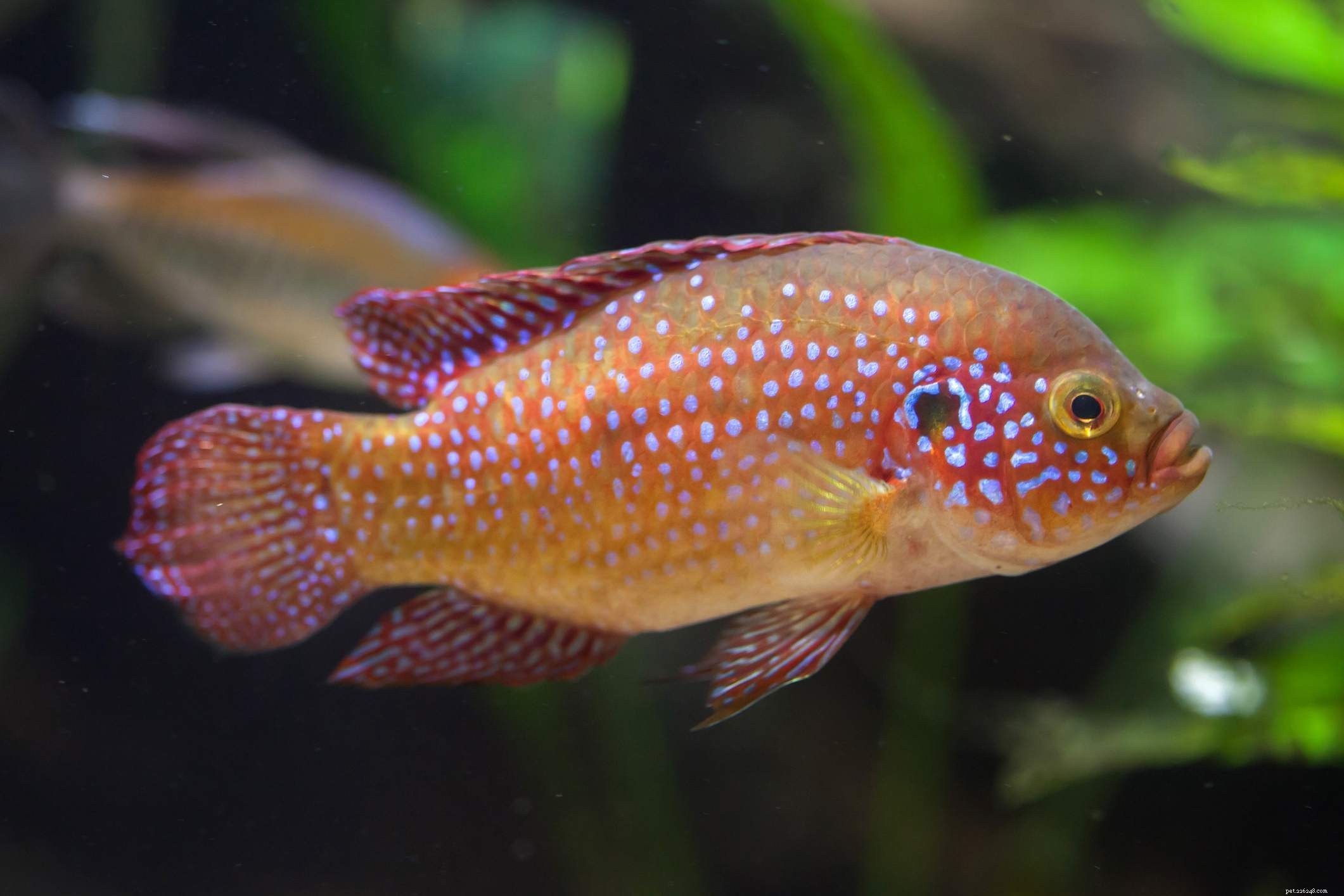 Profil druhu Jewelfish (Ruby Cichlid)