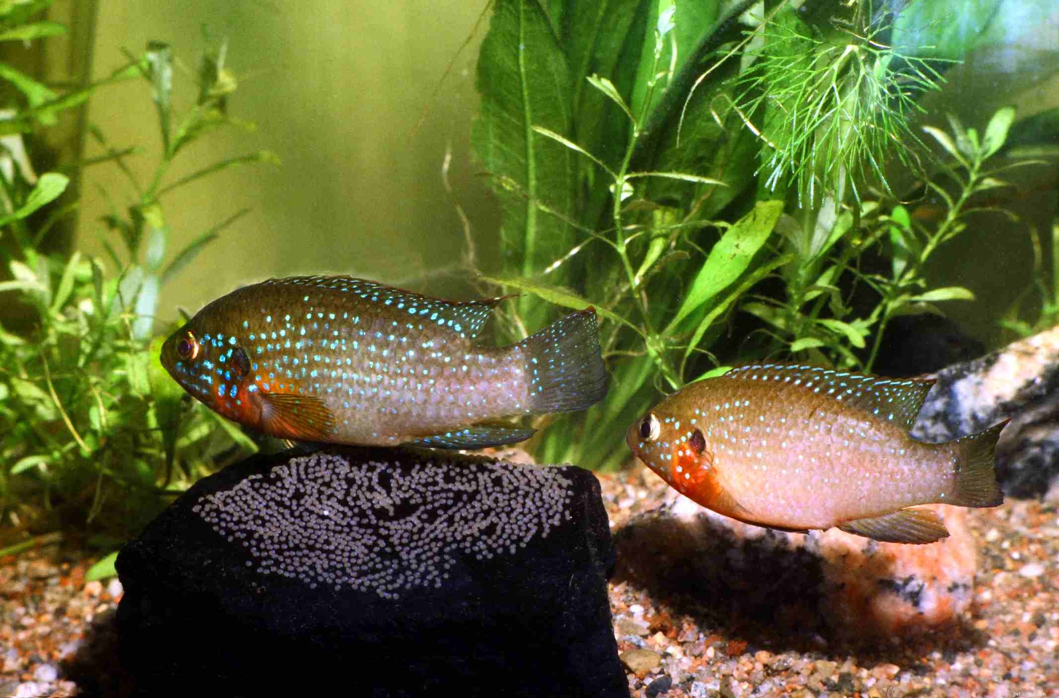 Profil d espèce de poisson-bijou (cichlidé rubis)