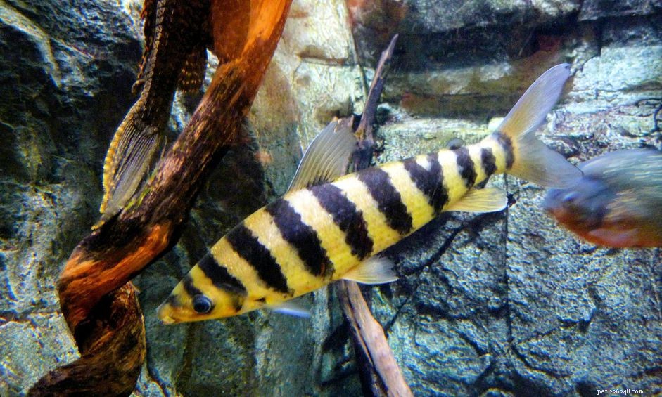 Профиль видов рыб Leporinus с черными полосами