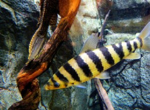黒帯レポリヌス魚種プロファイル 