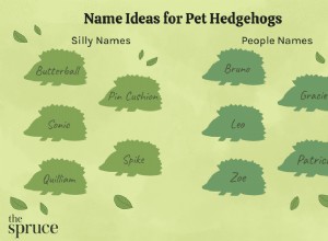 애완 고슴도치의 100가지 이름