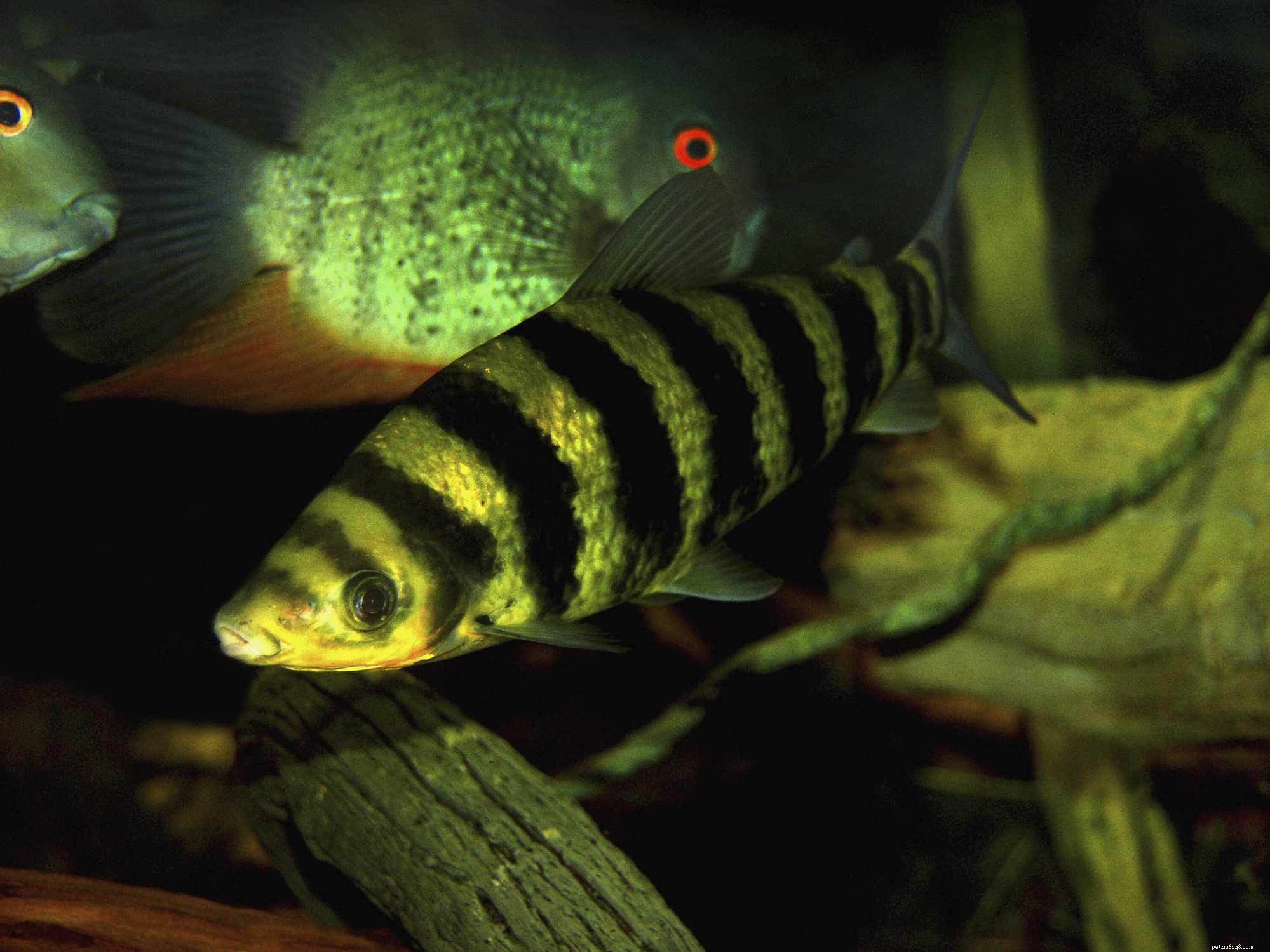 Профиль видов рыб Leporinus с черными полосами