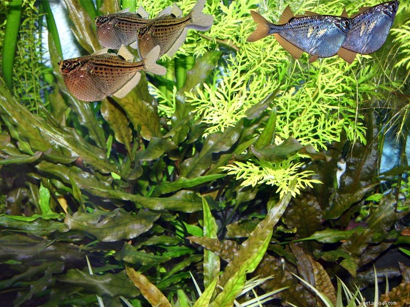 Profilo della specie Hatchetfish