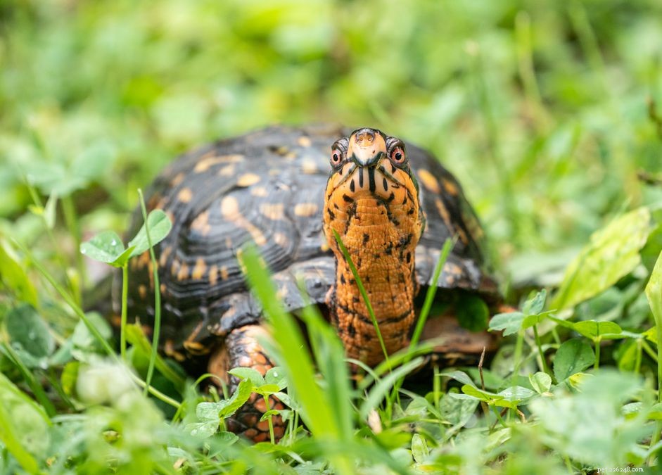 Eastern Box Turtle:profilo della specie