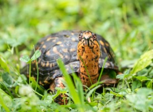 Восточная коробчатая черепаха:профиль вида