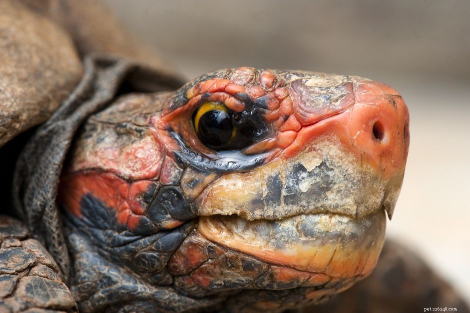 Вишневая красноногая черепаха:профиль вида