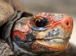 Вишневая красноногая черепаха:профиль вида