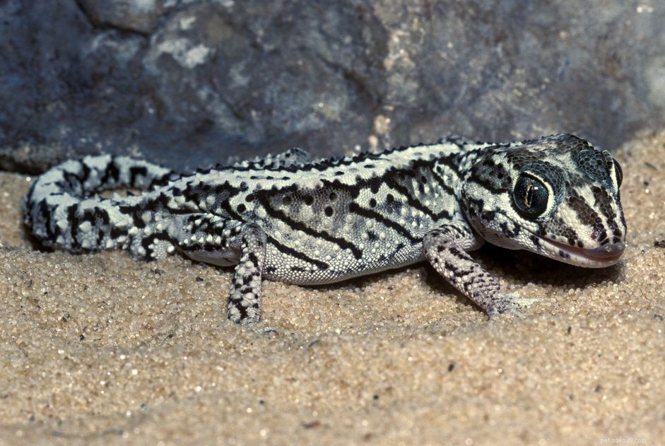 Gecko panthère :profil d espèce