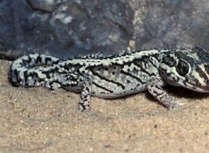 Panther Gecko：種のプロファイル 