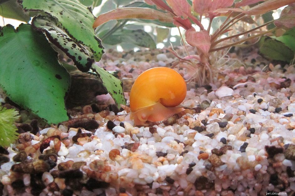 Enlever les escargots d aquarium