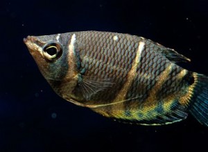 Profil rybího druhu čokoláda Gourami