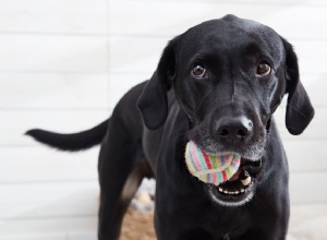 Entraînez votre chien à lâcher ou à  lâcher 