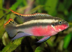 Profil druhů ryb Kribensis Cichlid