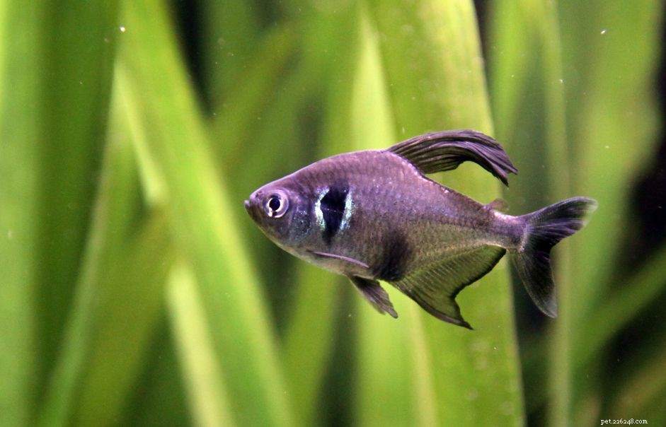 Profilo della specie di pesce tetra fantasma nero