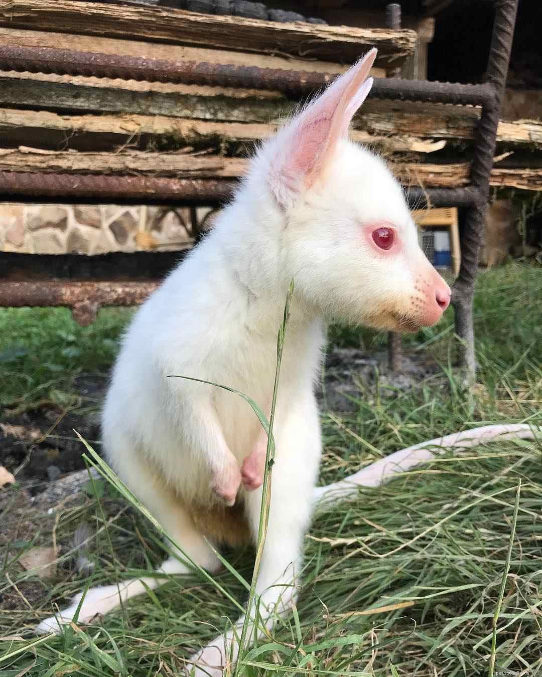 10 incríveis animais albinos