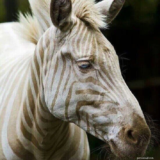 10 úžasných albínských zvířat