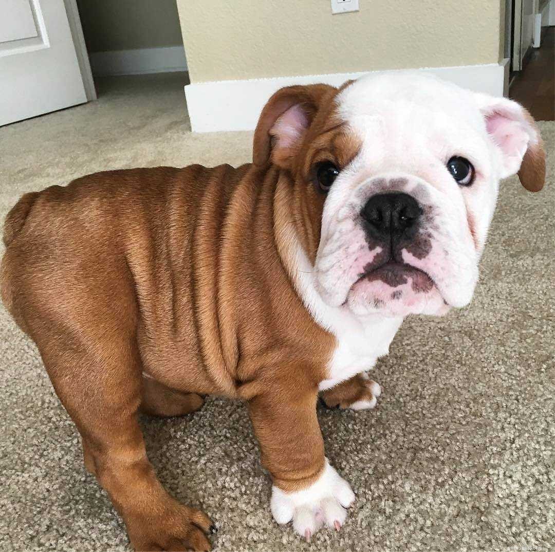10 simpatici Bulldog per farti sorridere