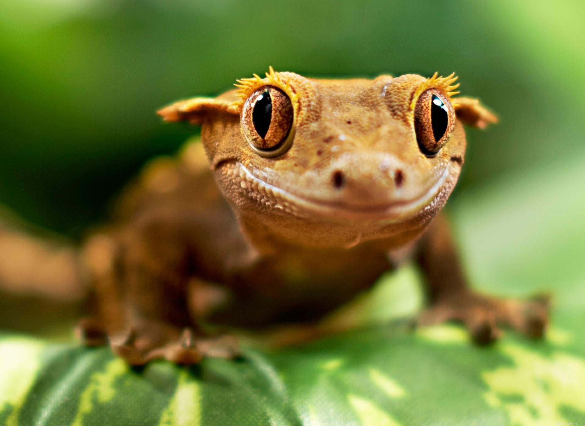 8 милых рептилий, которые изменят ваше мнение об этих питомцах