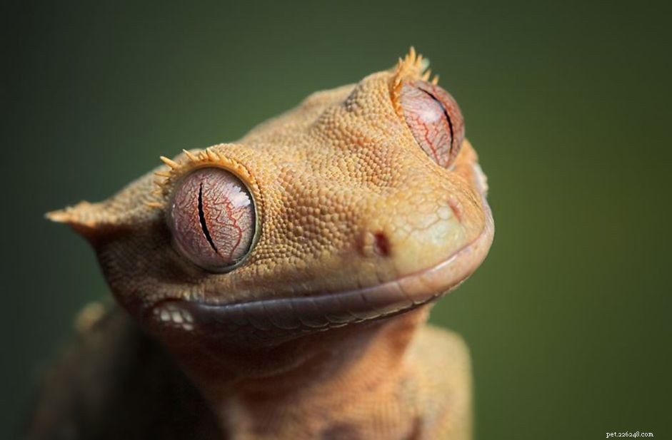 8 schattige reptielen die je van gedachten zullen veranderen over deze huisdieren