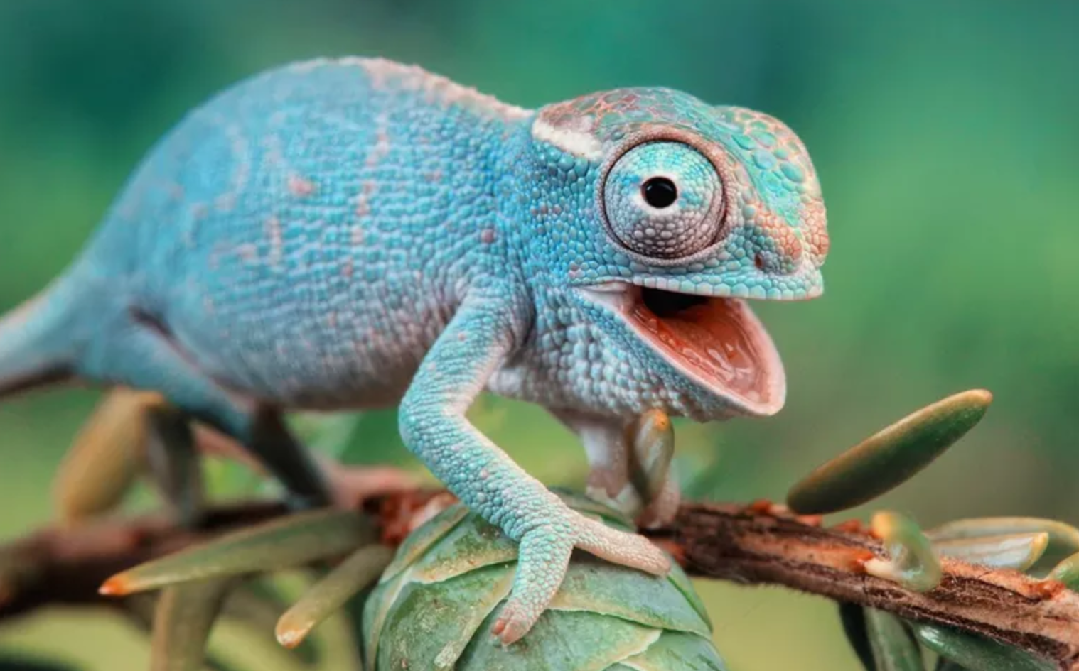 8 schattige reptielen die je van gedachten zullen veranderen over deze huisdieren