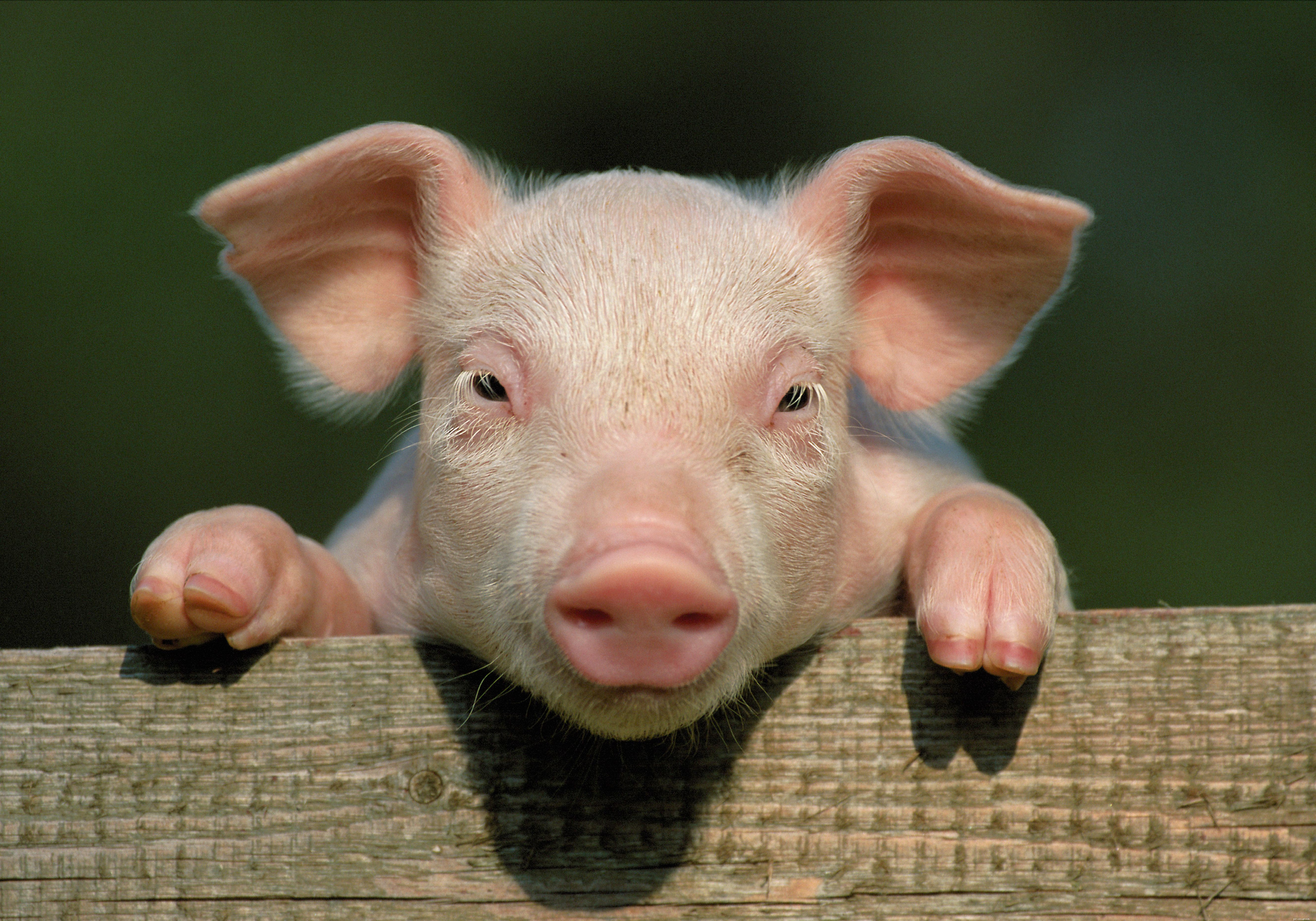 12 cochons mignons qui vous feront sourire