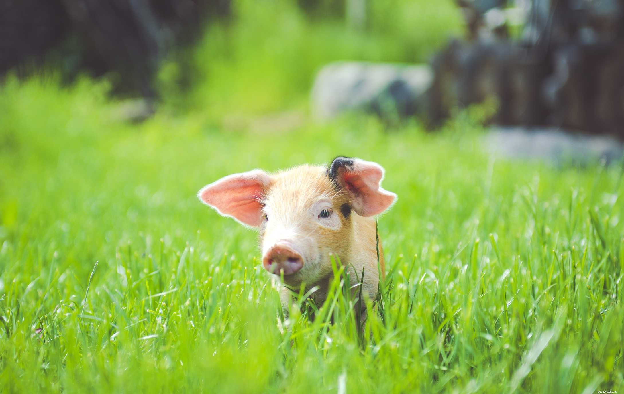 12 schattige varkens die een glimlach op je gezicht toveren