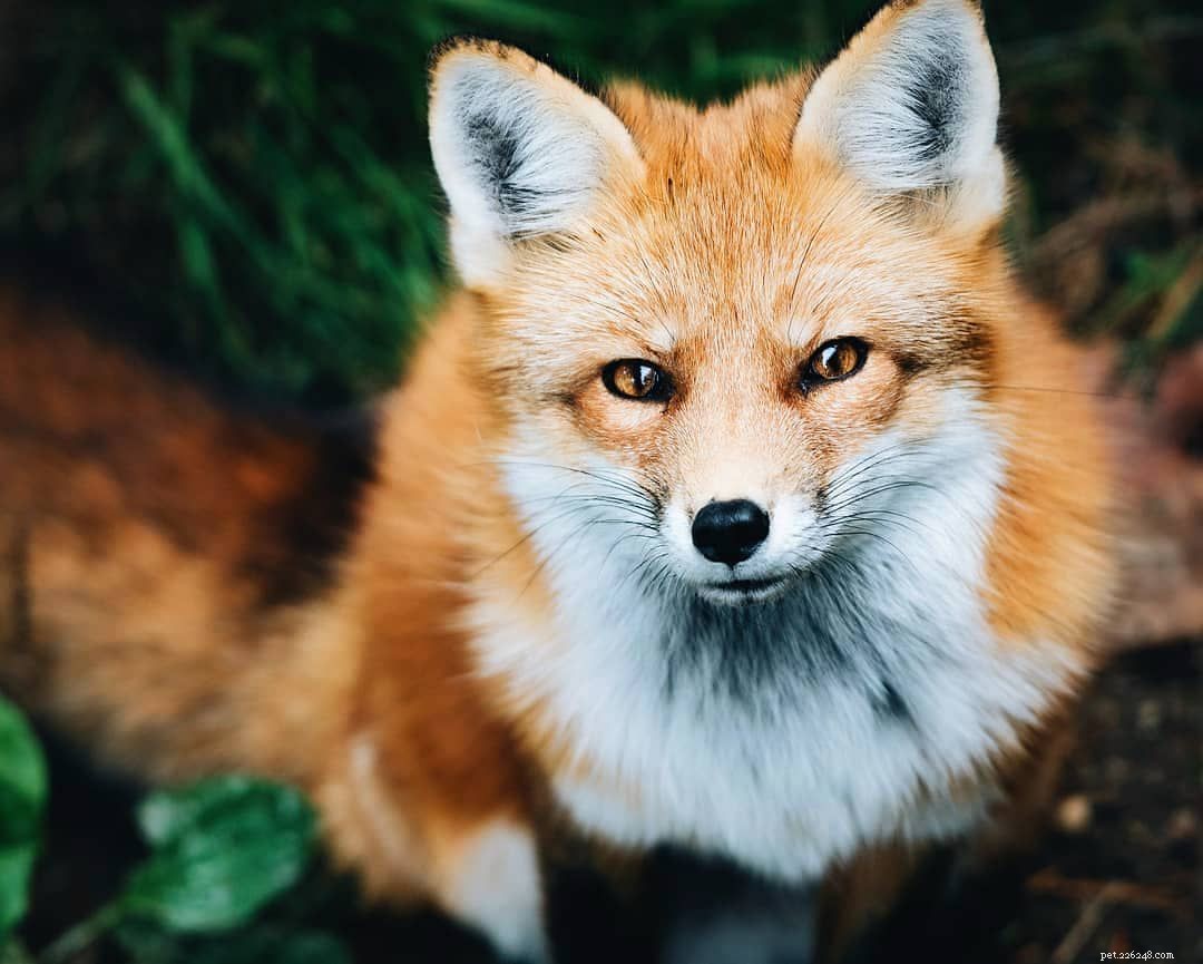 9 jolies photos de renards roux