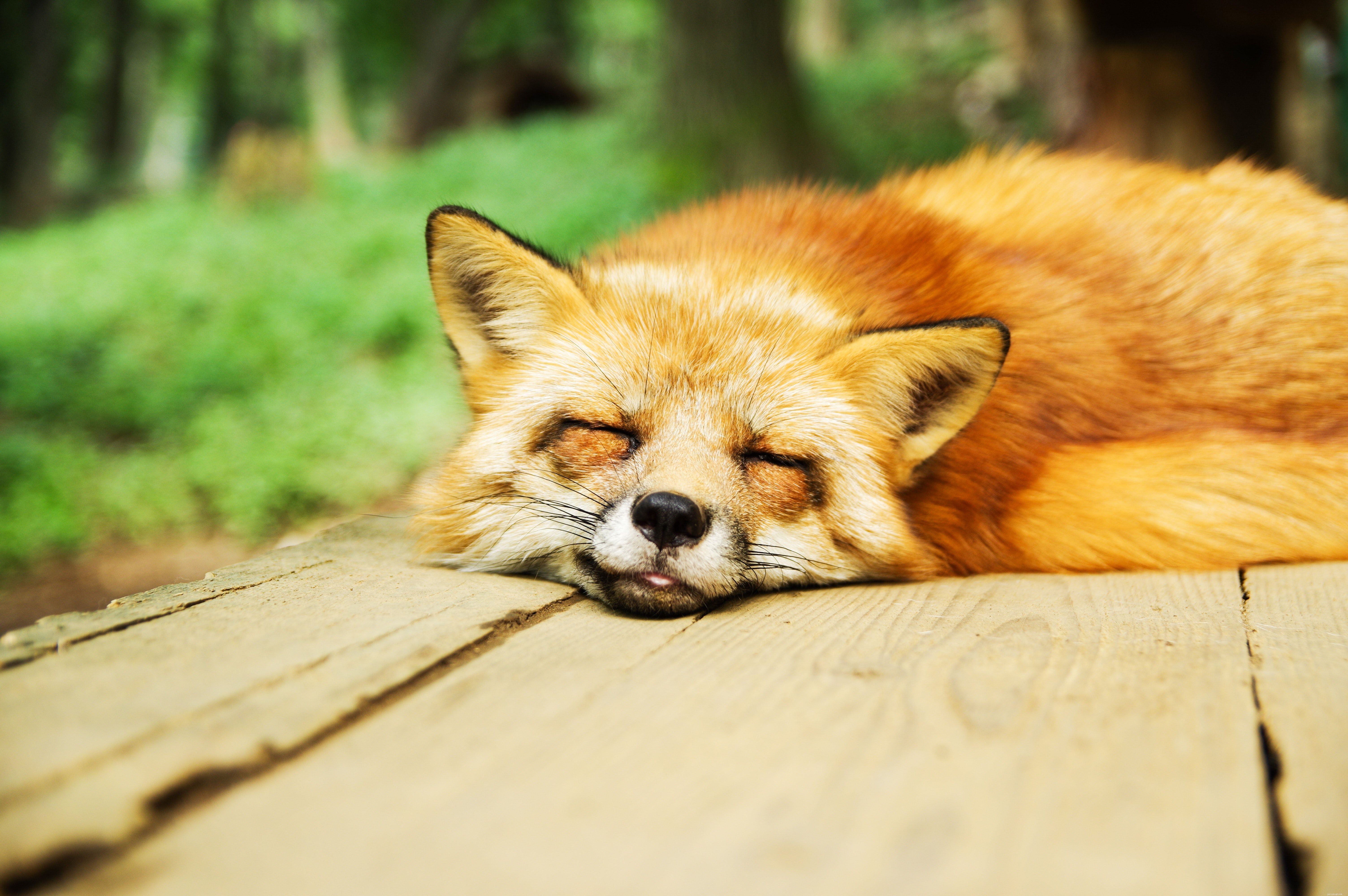 9 roztomilých obrázků červených lišek