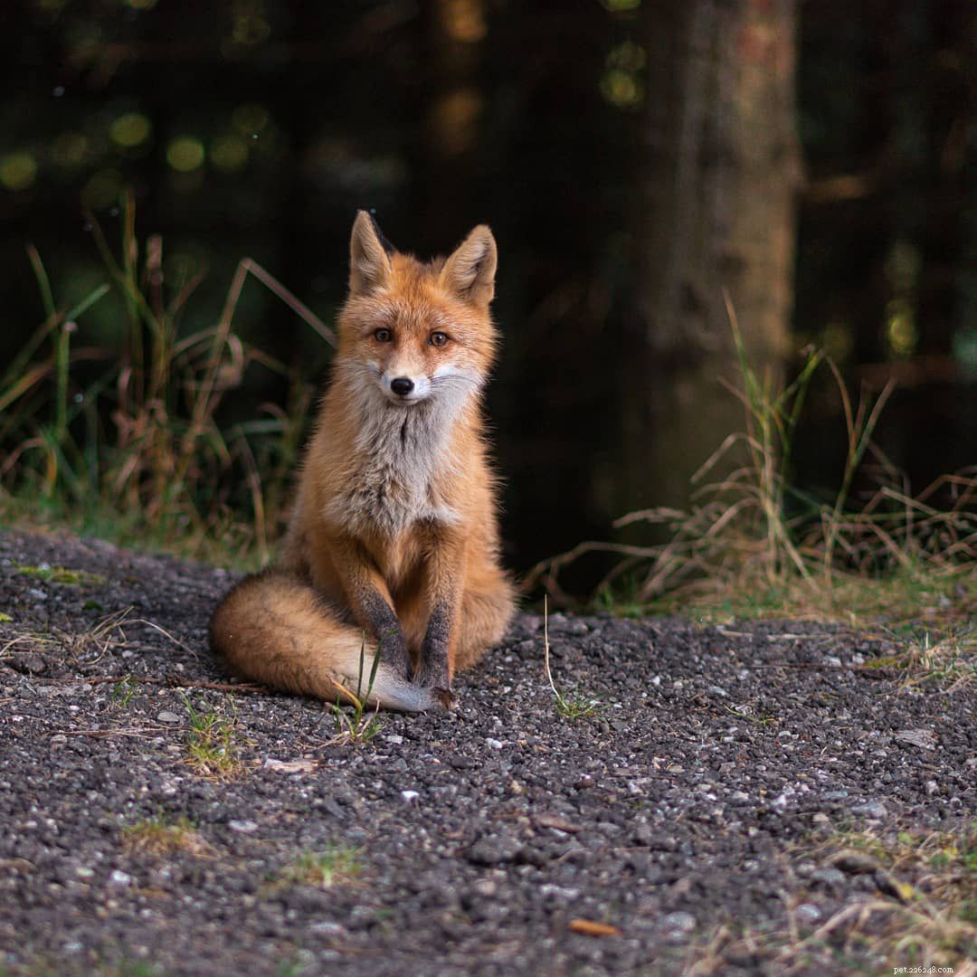 9 immagini carine di volpi rosse