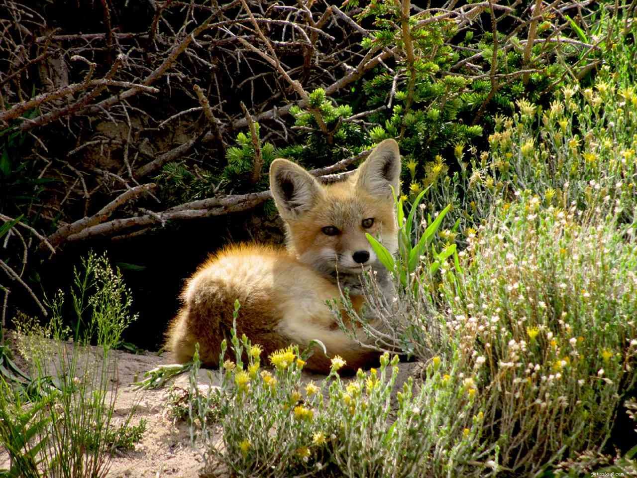 9 милых фотографий рыжих лисиц