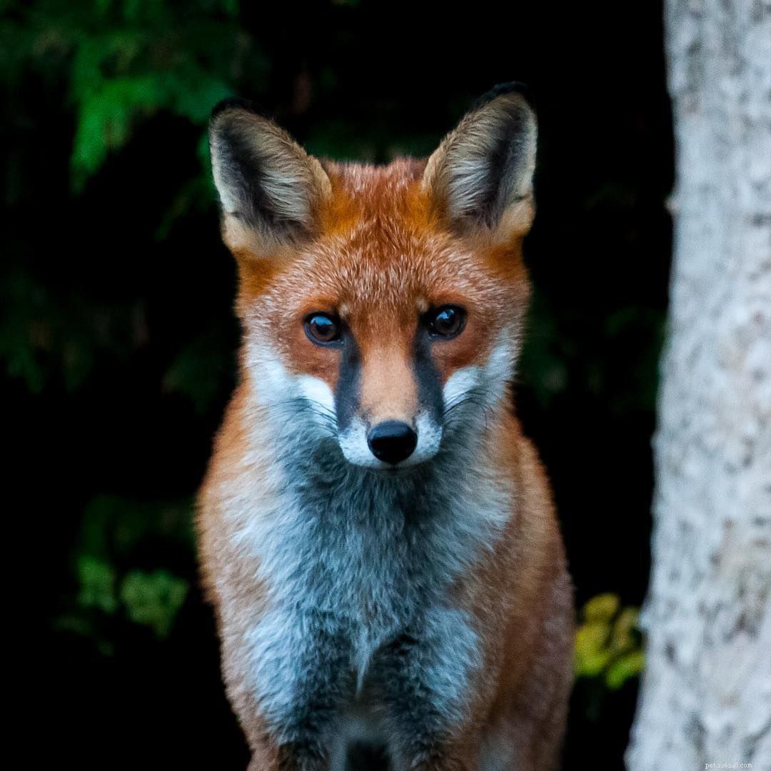 9 schattige foto s van rode vossen