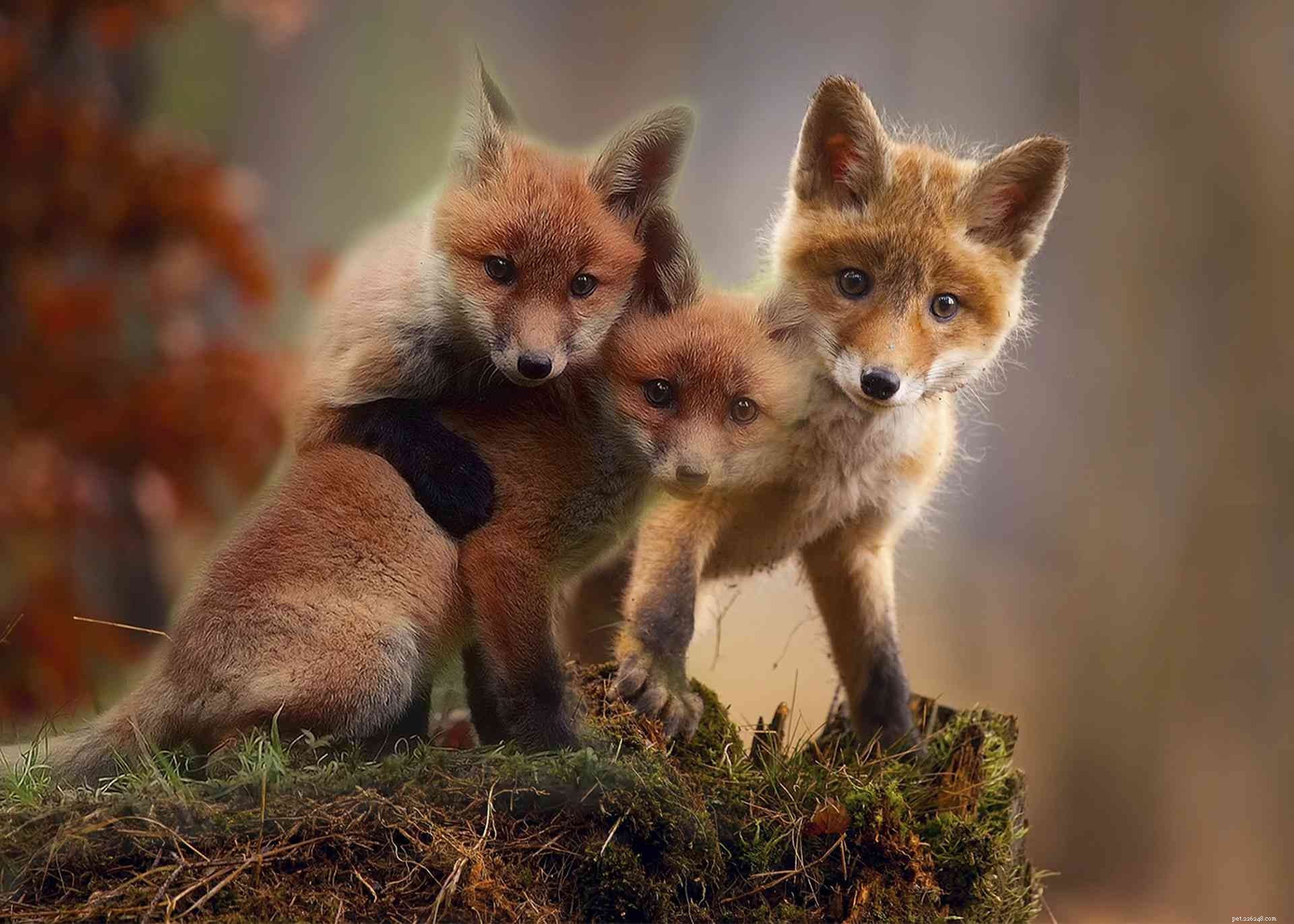 9 schattige foto s van rode vossen