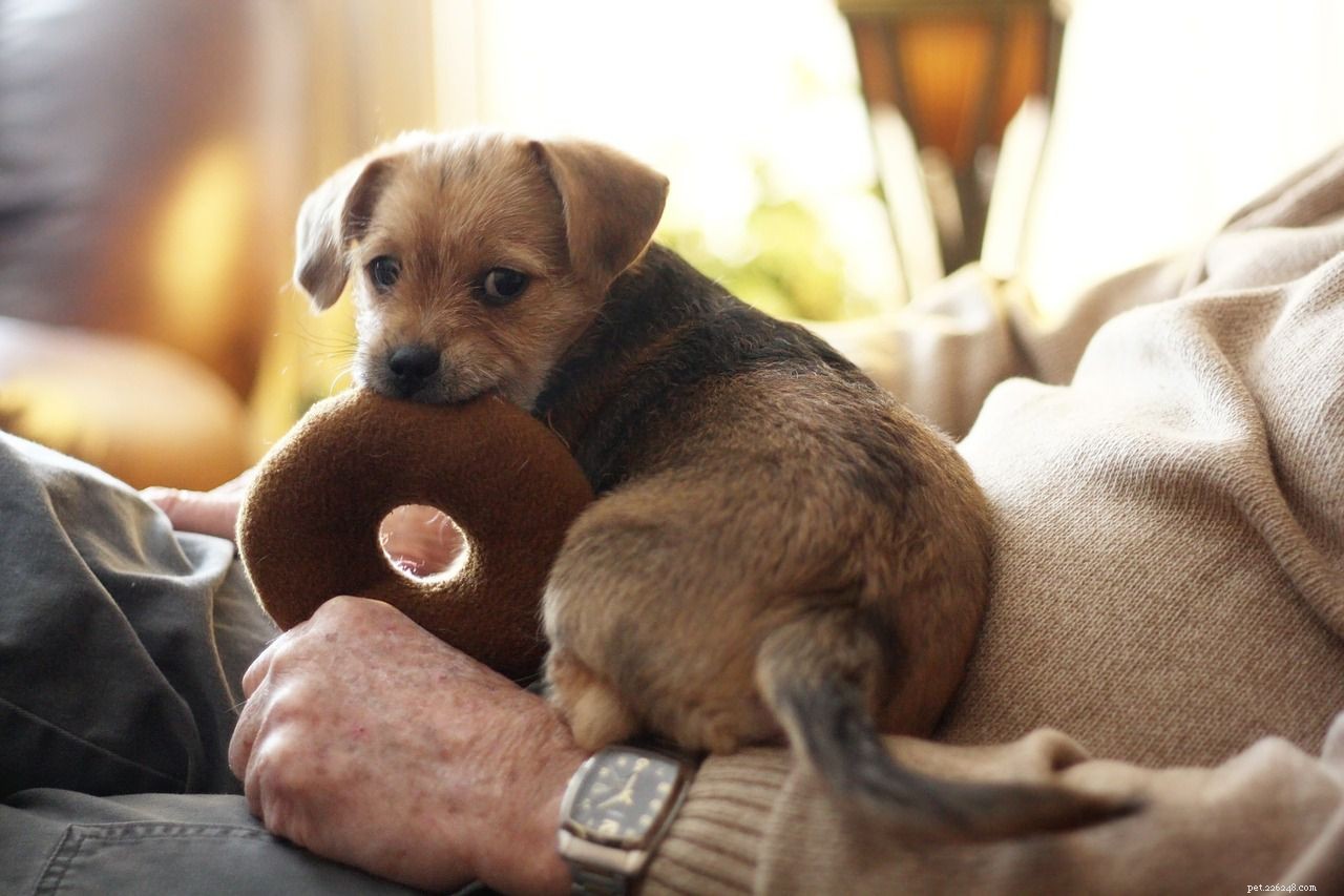 12 coisas que apenas donos de cães entendem