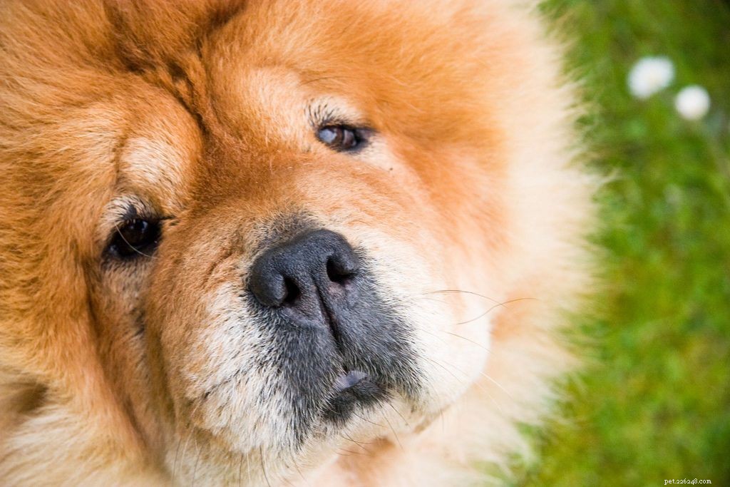 12 saker som bara hundägare förstår