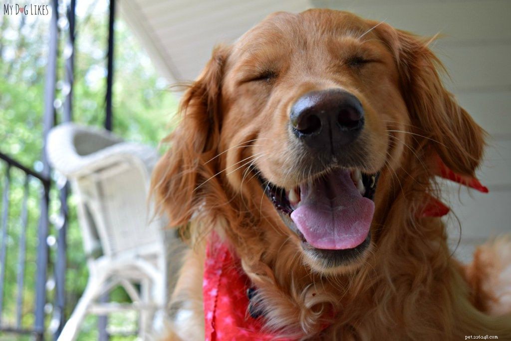 12 dingen die alleen hondenbezitters begrijpen