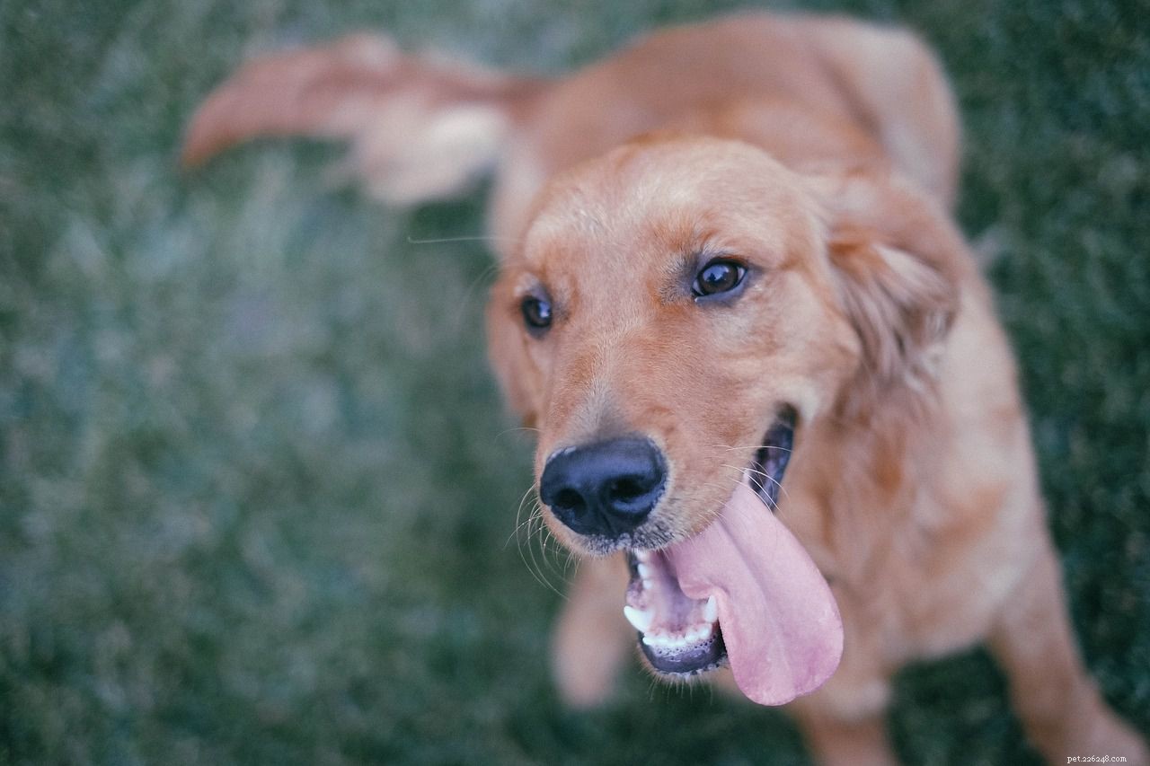 12 вещей, которые понимают только владельцы собак