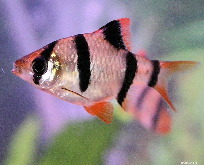 Profilo della specie di pesce spinato tigre