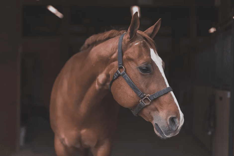 Завяжите быстроразъемный узел для лошади
