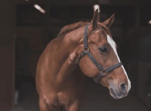 Faire un nœud à dégagement rapide pour un cheval