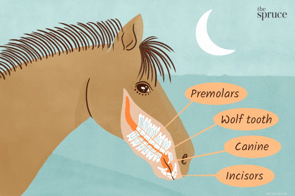 Lär dig om dina hästars tänder