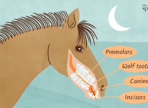 Узнайте о зубах вашей лошади