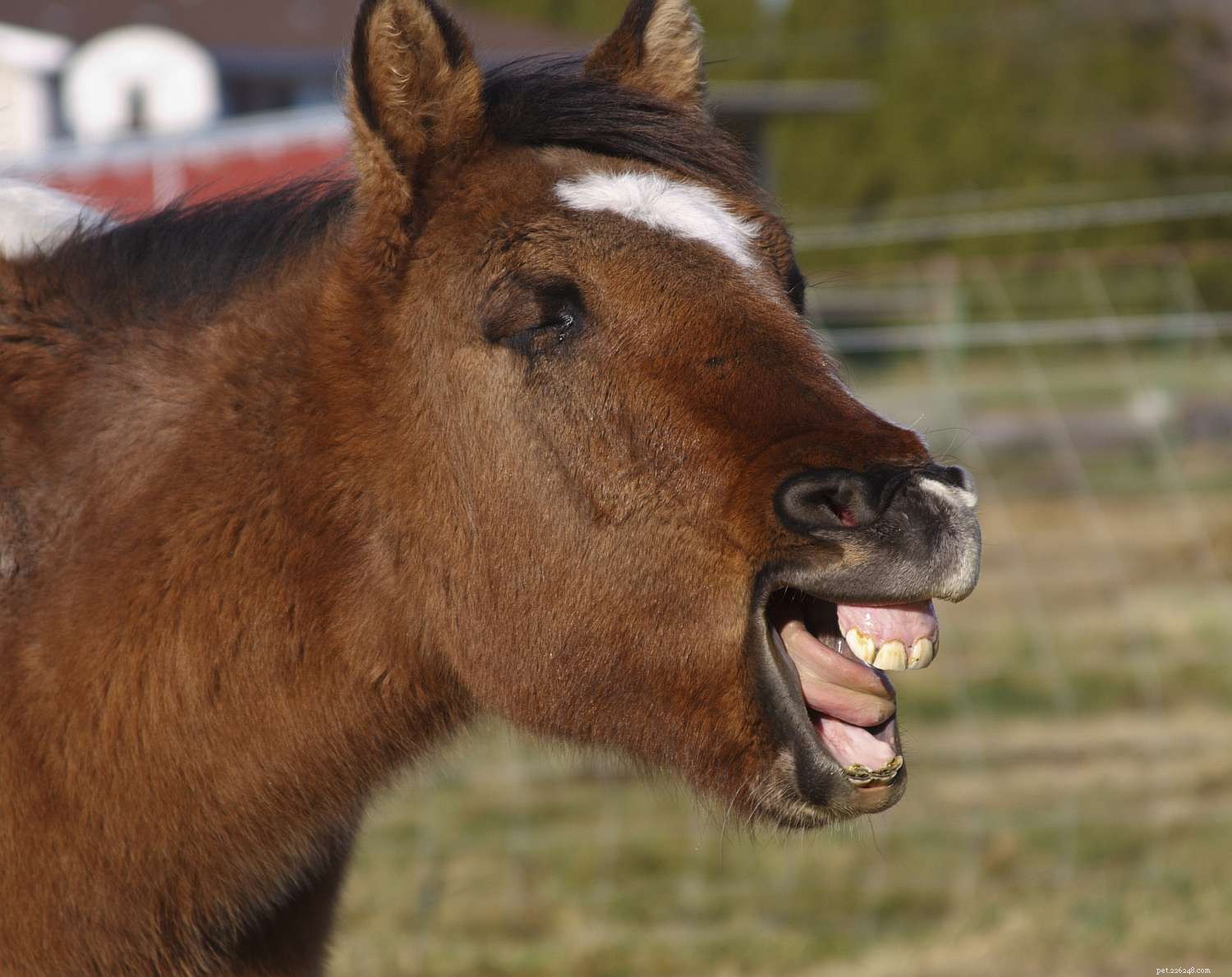 Узнайте о зубах вашей лошади