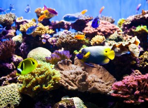 Que faire une fois que votre aquarium a terminé son cycle